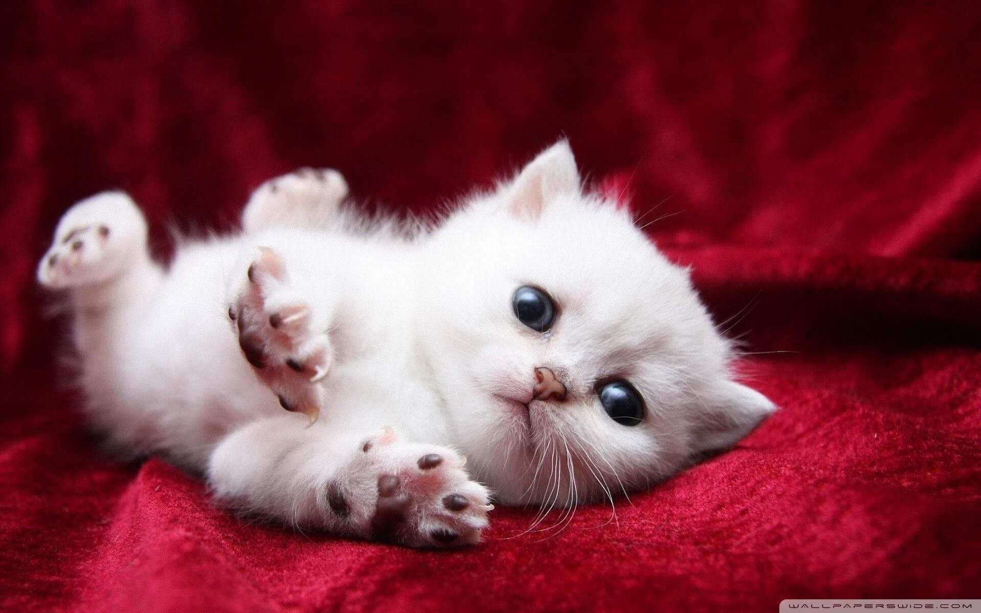 Leyu Sport登录入口-“成都滑轮赛：新星崭露头角，冠军争夺战一触即发”