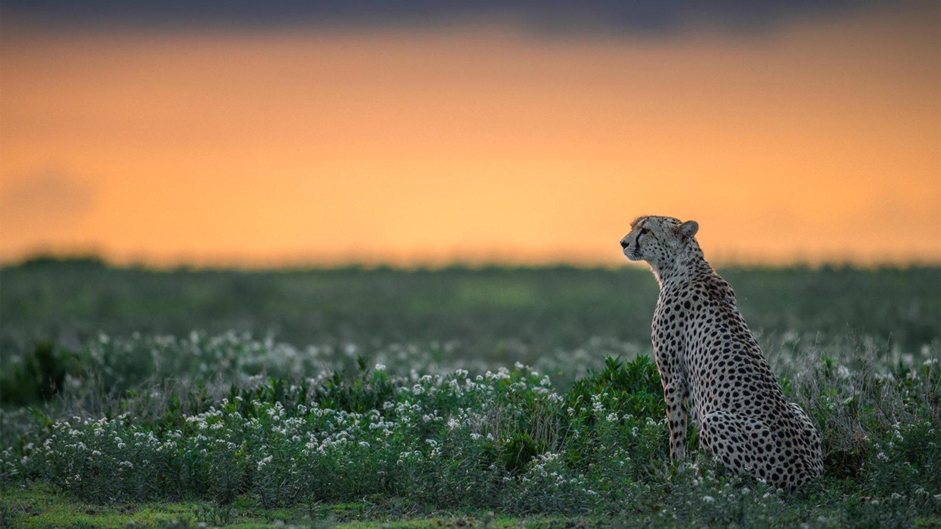 Leyu Sports (乐鱼体育)-五大联赛年轻中卫是否正在逐渐承担指挥任务，在五大联赛的中国球员