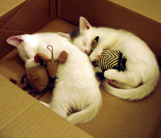 女子泳坛新老交替有序进行,泳坛女子排名