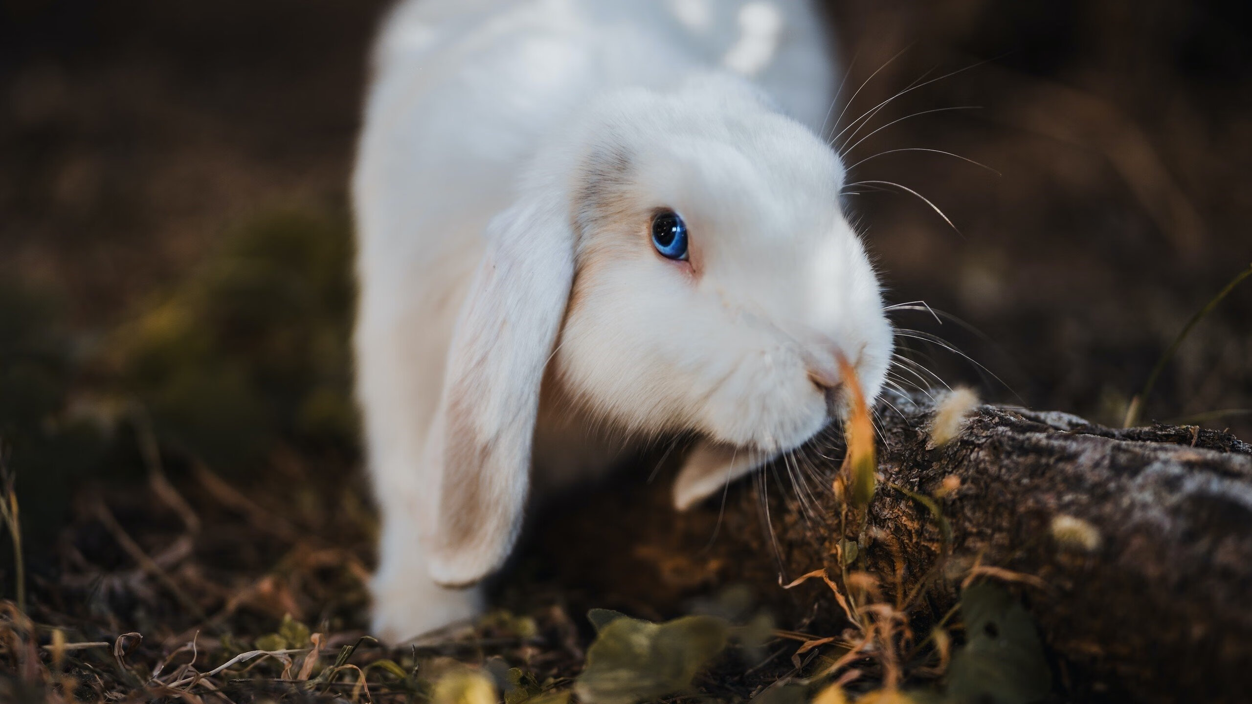乐鱼体育App下载-技术数据反映西班牙选手整体提升，西班牙大赛数据