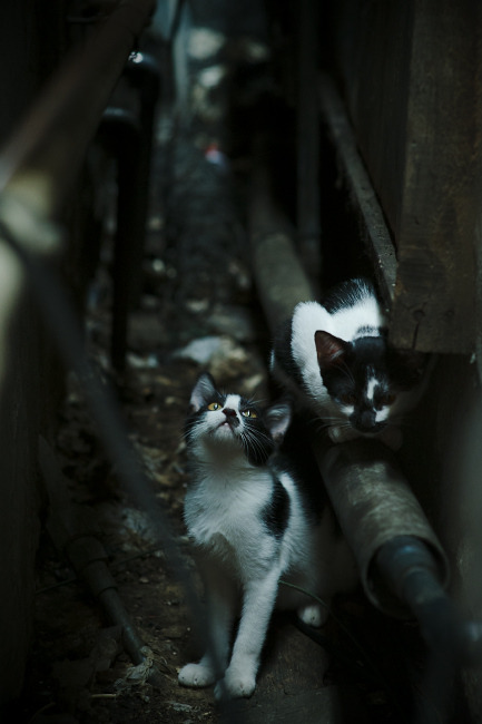 田径项目专项训练成果显著，田径专项活动