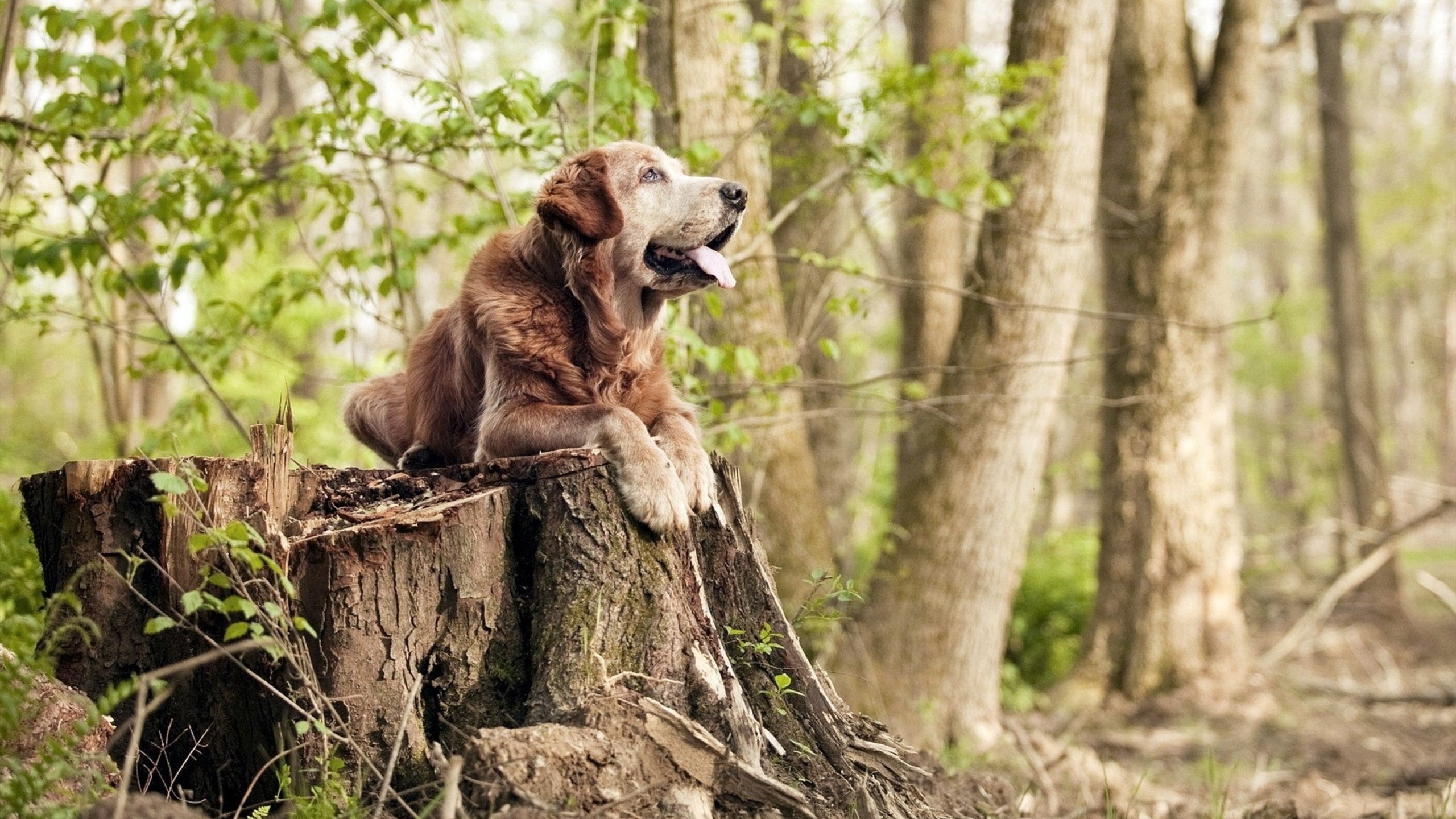 乐鱼体育(中国)官方网站-联盟中得分与节奏正相关的案例分析