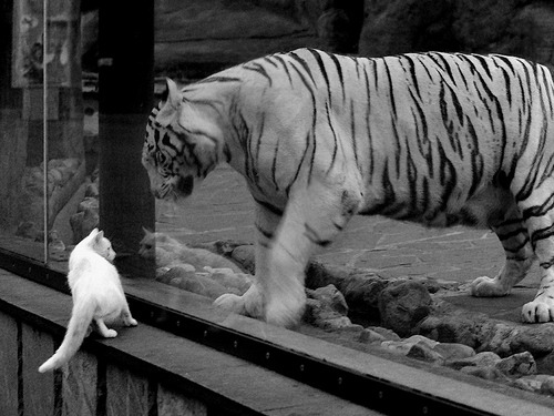 乐鱼官网-乌干达男篮在非洲预赛中奋勇争先，迈向国际舞台新篇章，乌干达篮球比赛