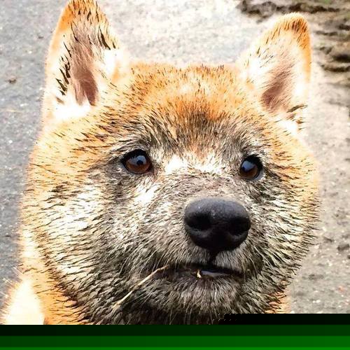 朱婷谈复出感谢球队医护支持,朱婷专访