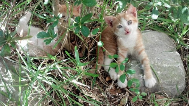 法甲未来之星:新秀崭露,荣耀远航!,法甲十大新星