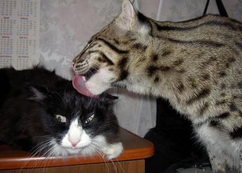 乐鱼电竞在线平台-法甲未来领袖：新星崭露，好兆头！，法国足球未来新星